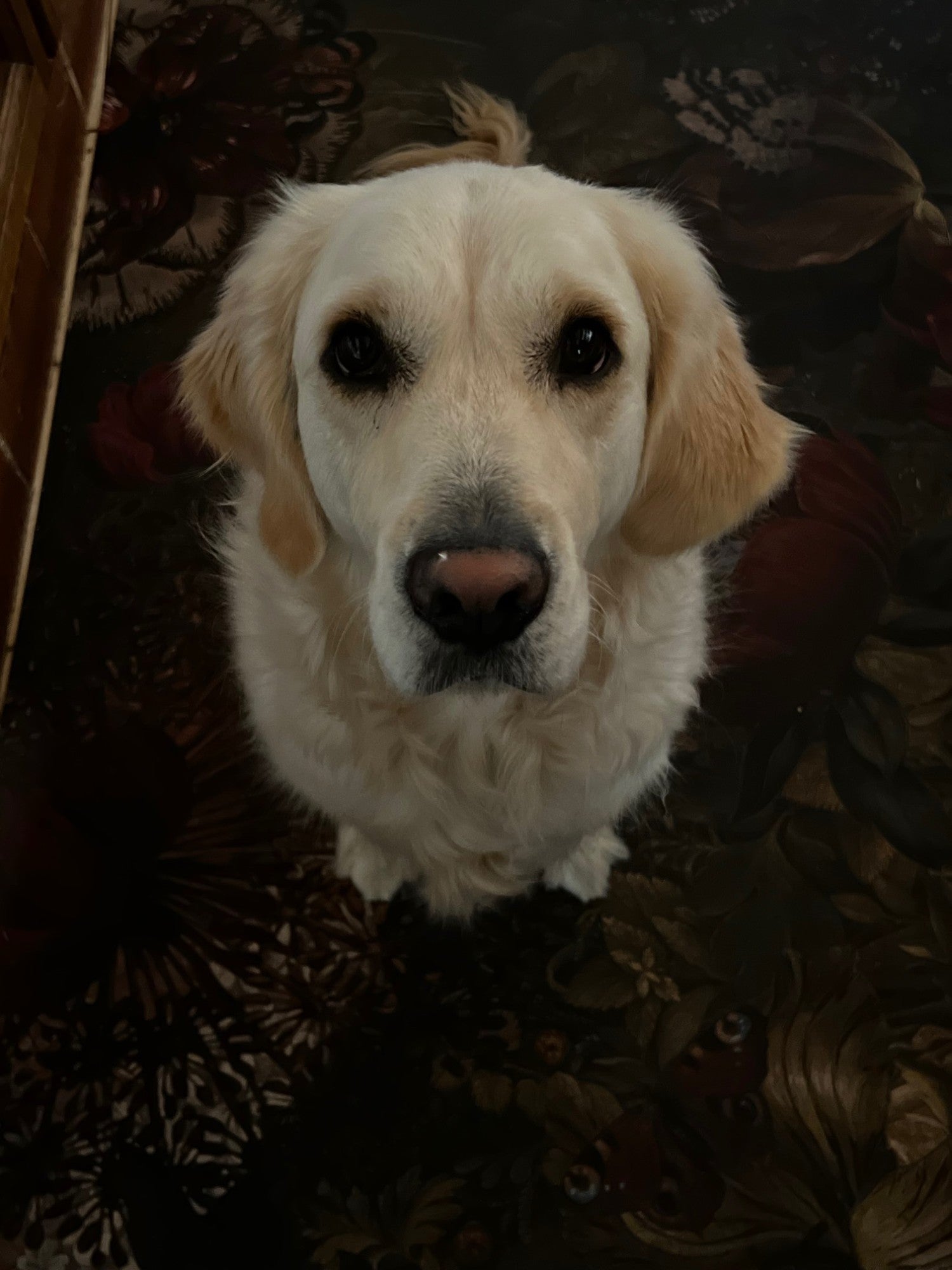 Bonnie, golden retriever et responsable du contrôle qualité Snoofy, assise et très concentrée